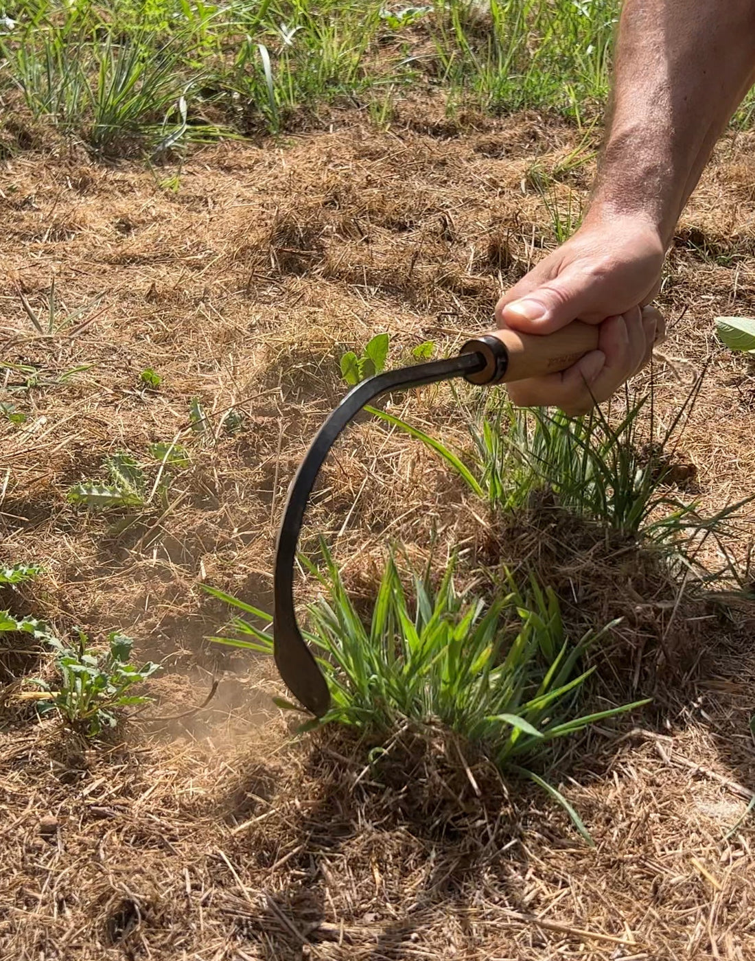 Grampa's Garden Hook - Weeder and Cultivator Hand Tool