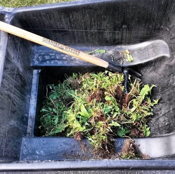 Grampa's Long-Handled Weed Puller Lets You Pull Weeds Standing Up.