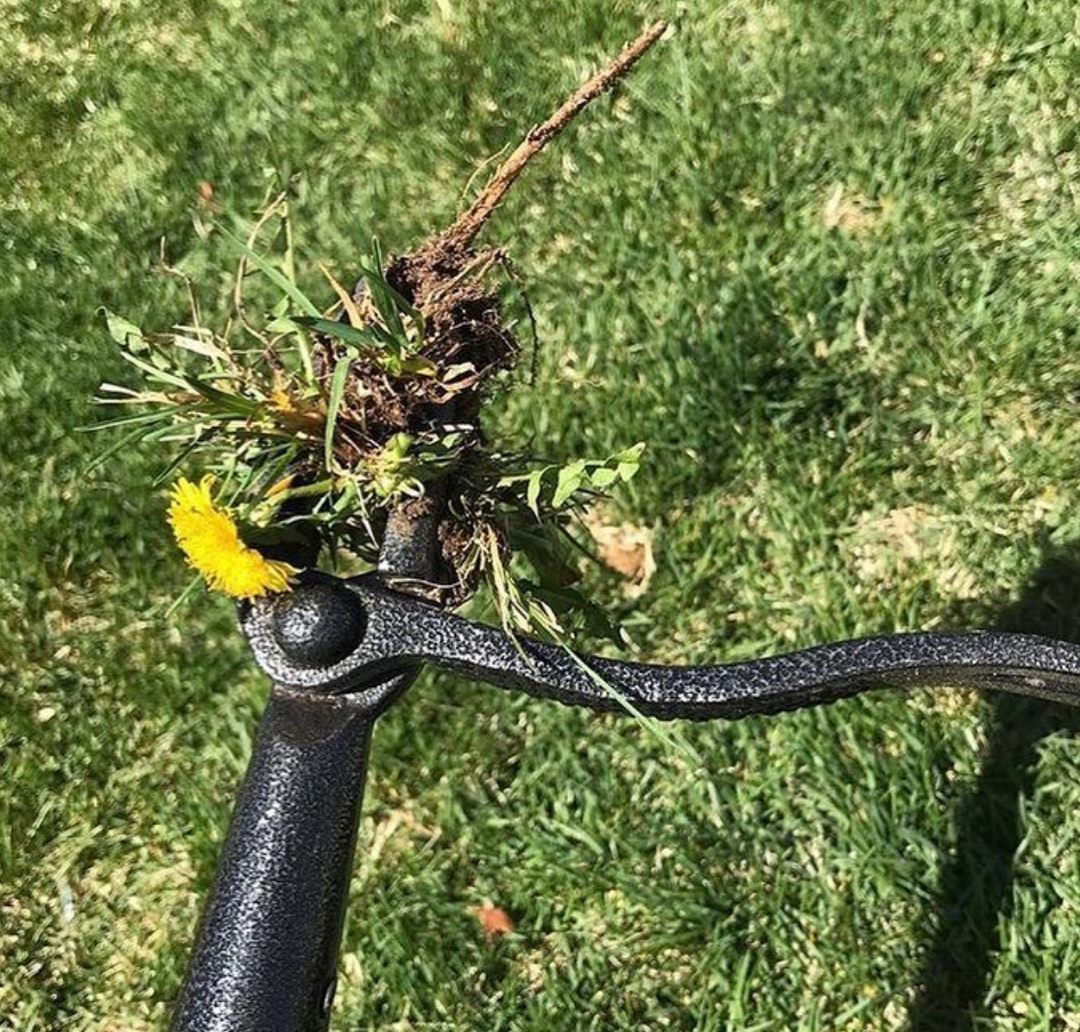 Got Dandelions? No Problem With This Dandelion Puller.